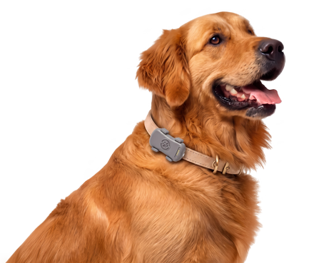 GPS para mascotas: Cuida su Bienestar